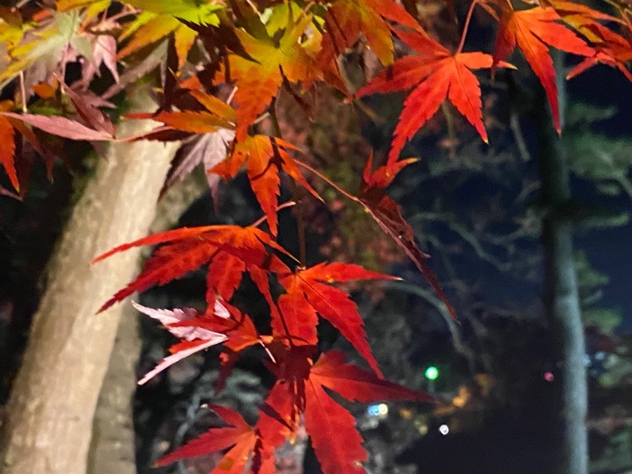 紅葉まつり③🍁