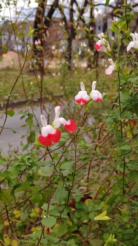 散歩道の花🌺