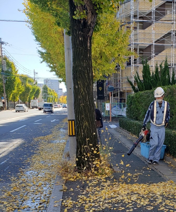 銀杏の葉の清掃