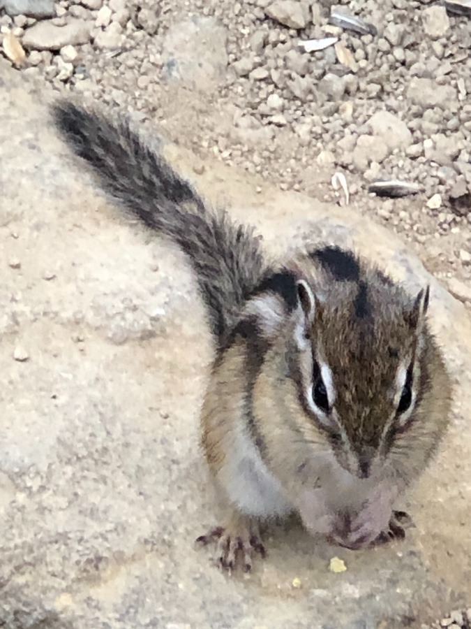 🐿シマリス