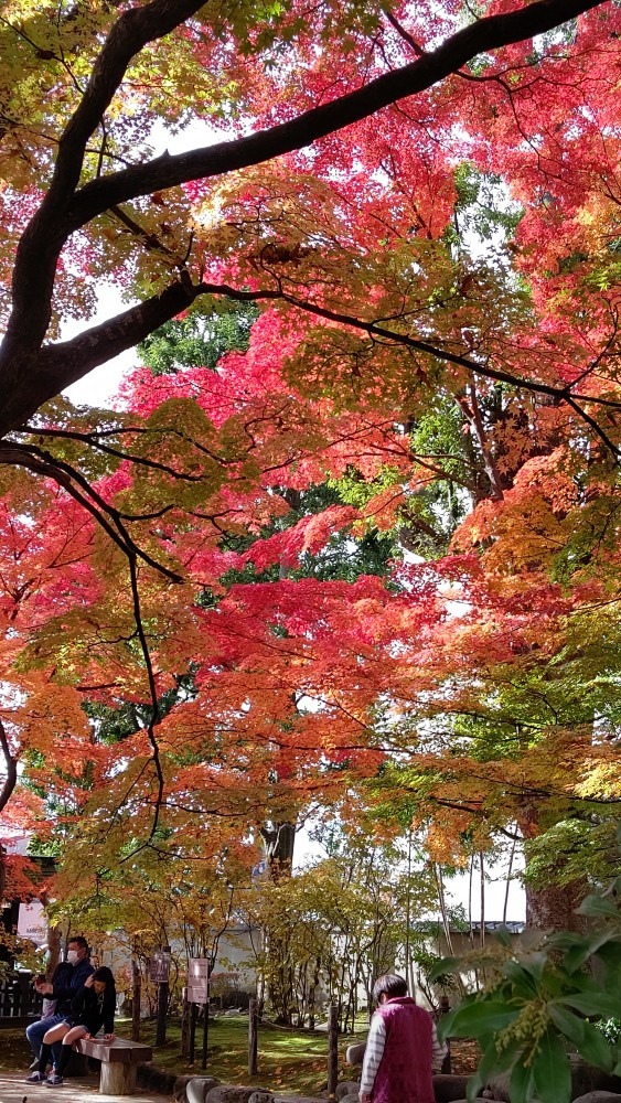 もみじ公園の御茶会🍁🍁🍁
