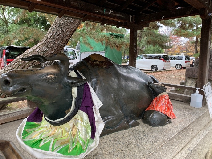 京都　北野天満宮の臥牛