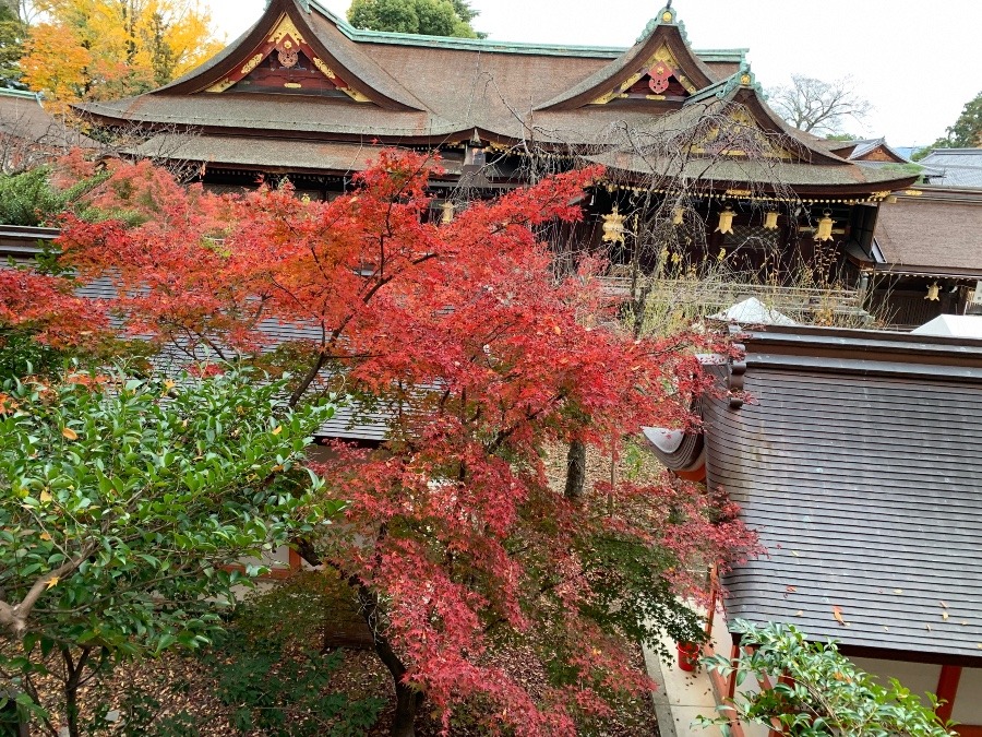 京都　ライトアップもいいね