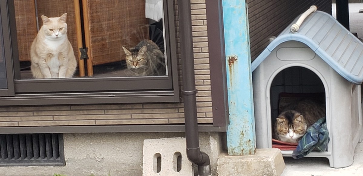 家の中と外🐱🐾