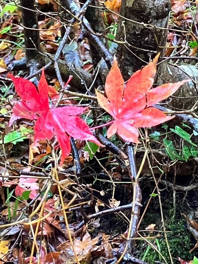 箱根小涌谷の紅葉②