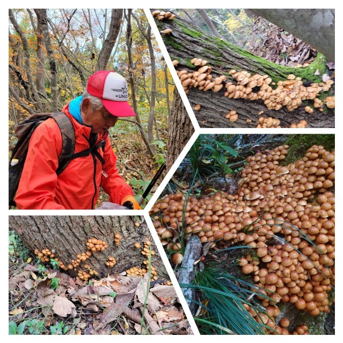 天然ナメコ🍄