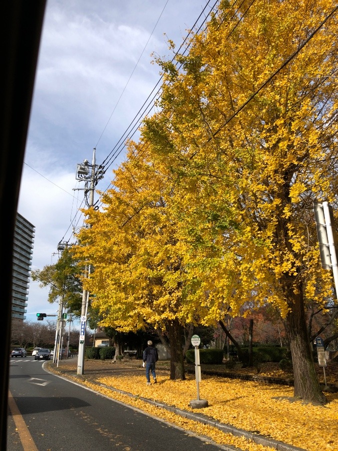 四街道の銀杏並木