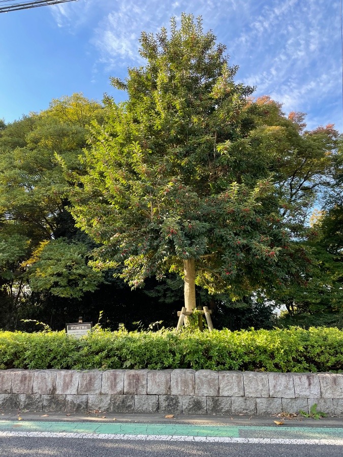 気になる木🌳