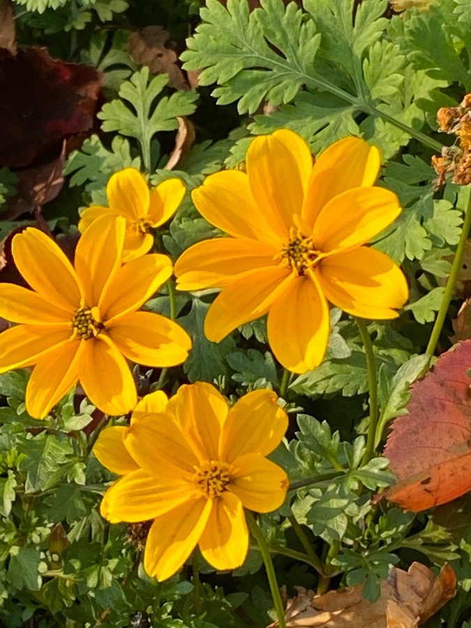 花🌼🌼🌼