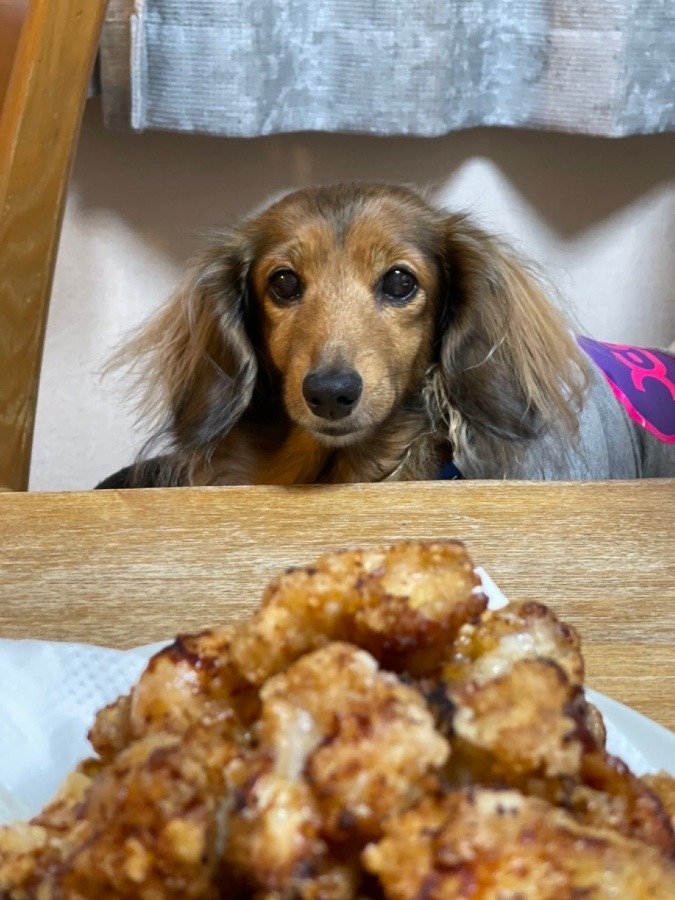 愛犬と唐揚げ✨