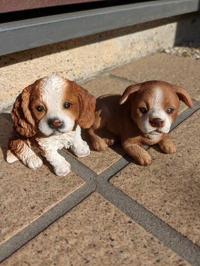 わんちゃん🐕🐕