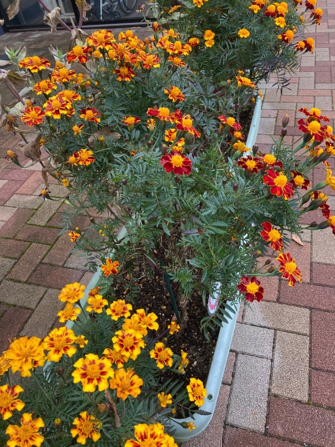 初めて見る花、何て言う名前かな？