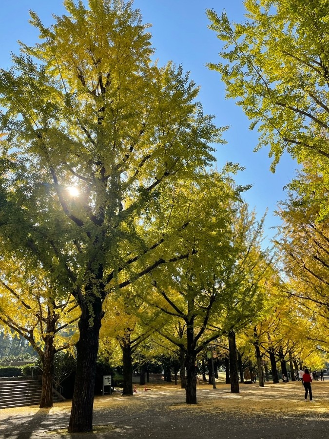 熊本県庁の銀杏並木