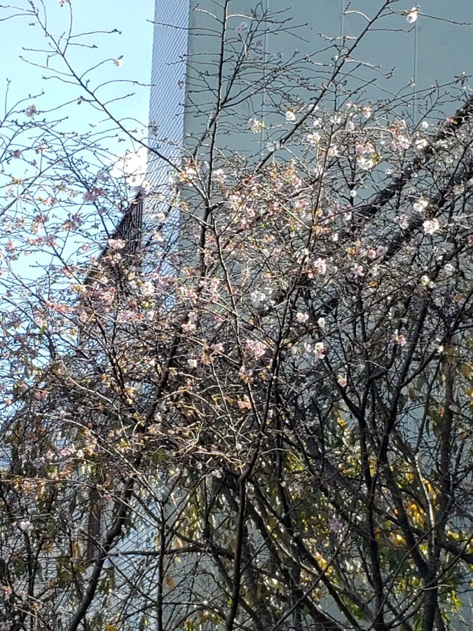 桜の花が！@弘明寺観音