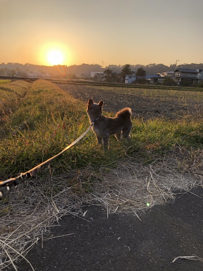 ☀️🐕美しさは