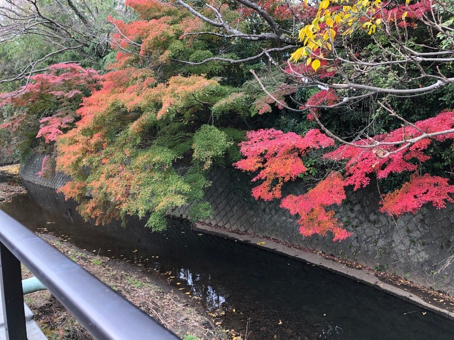 近所の紅葉