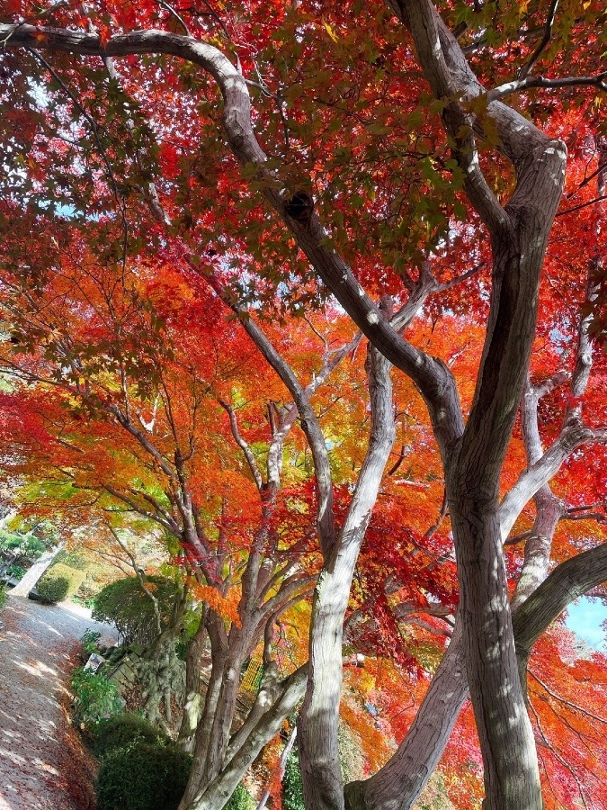 紅葉がきれいです！