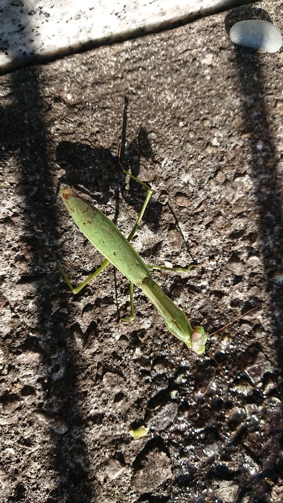 カマキリさん こんにちは(^^)