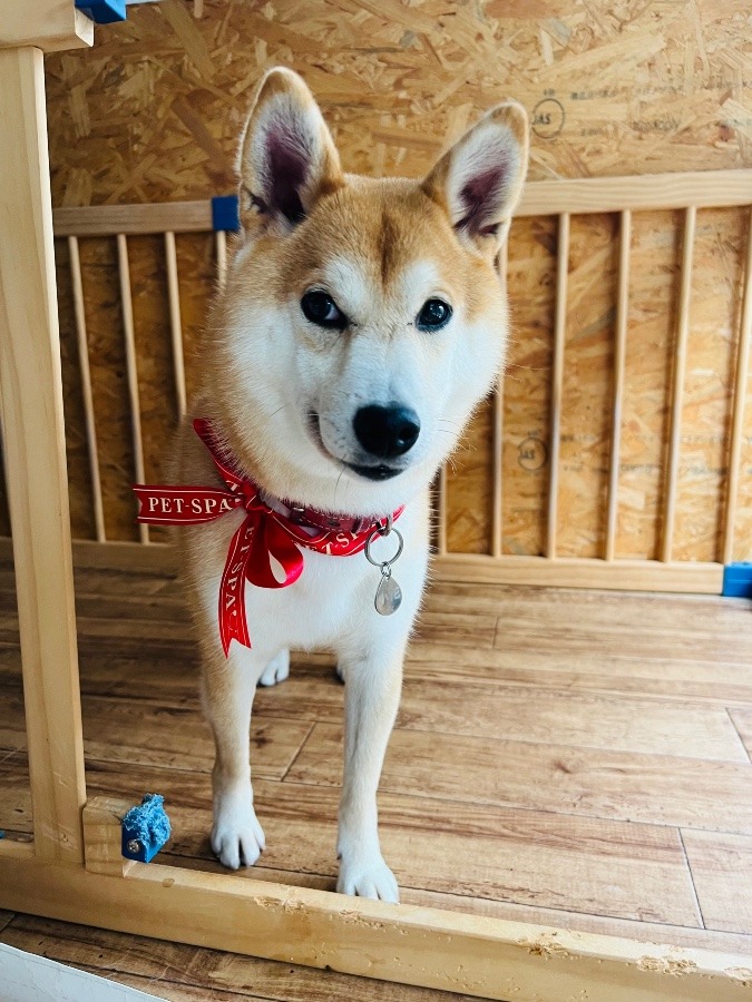 クリスマスカラーの赤いリボン♡