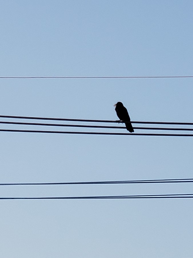 電線にカラスが１羽とまる朝