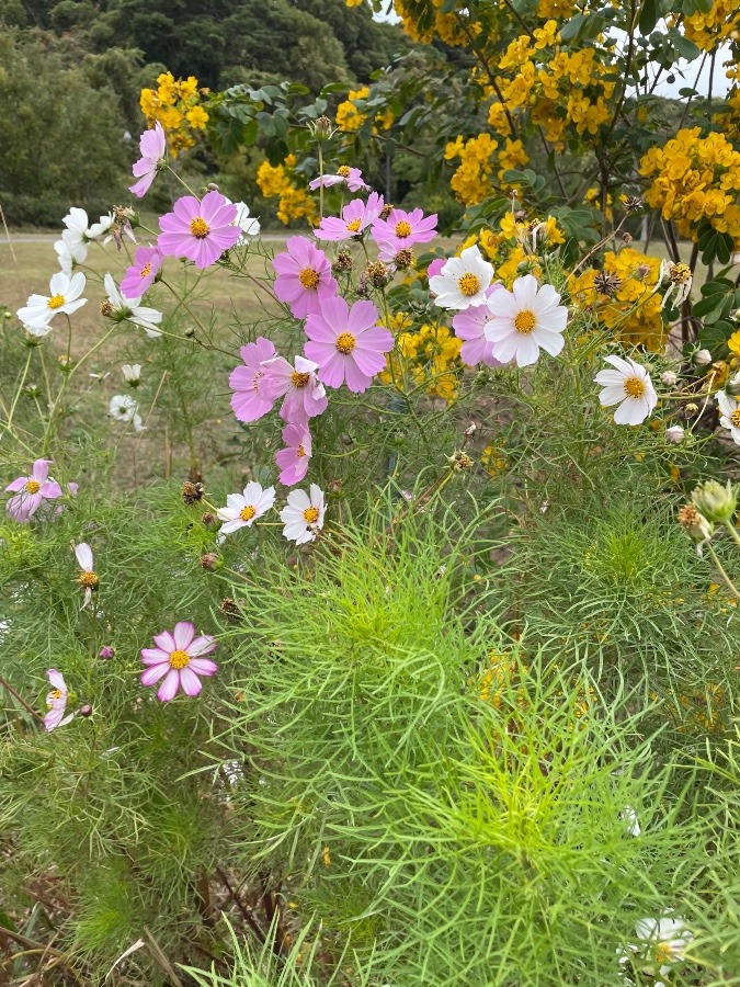 公園で🌸