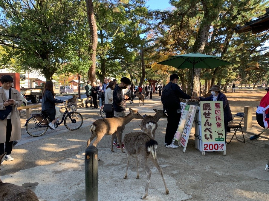 奈良　せんべいは人気です