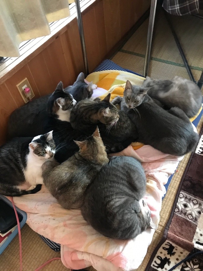 我が家の猫ちゃん🐱集合