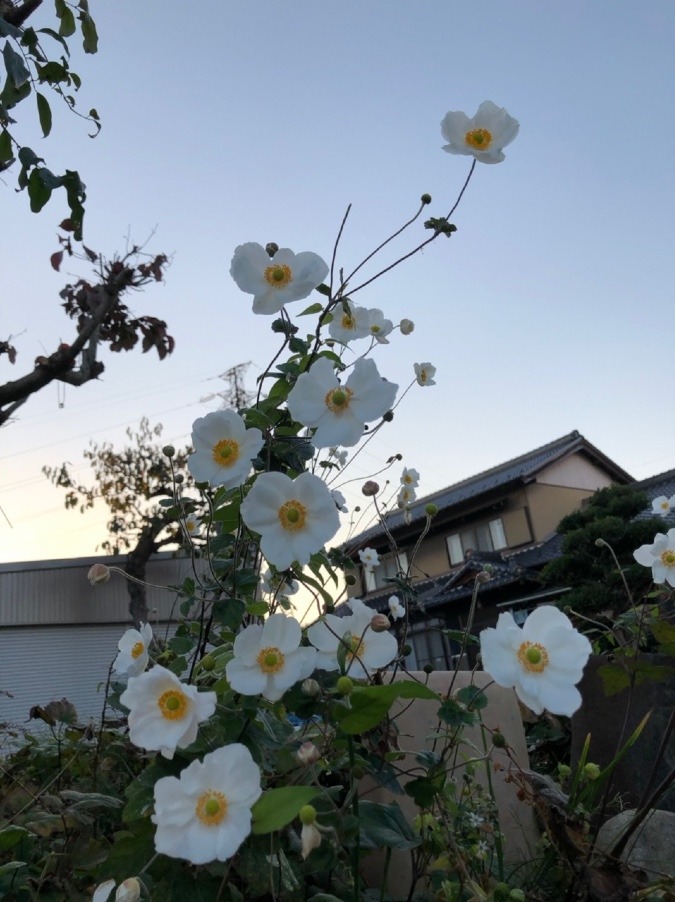 💠これも菊❓