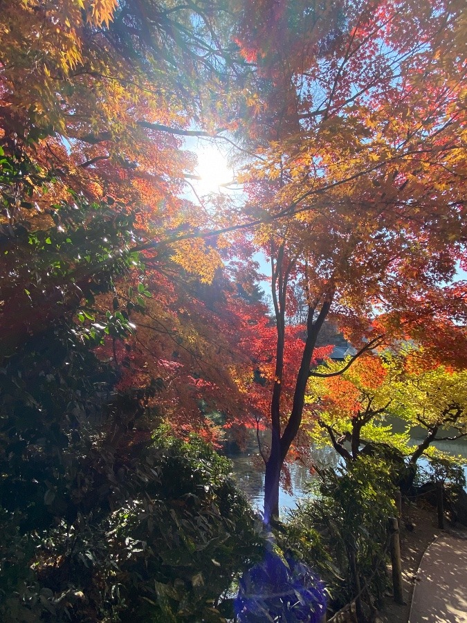 もみじ公園🍁🍁🍁