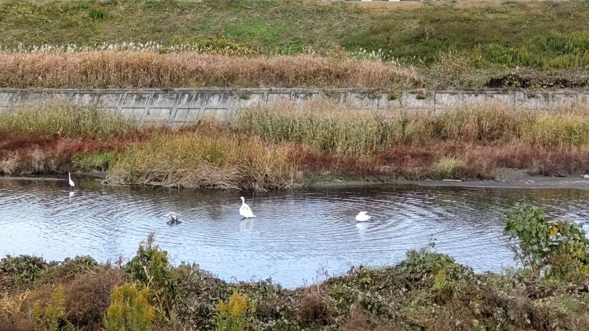 白鳥、飛来。まだまだ、続きます。