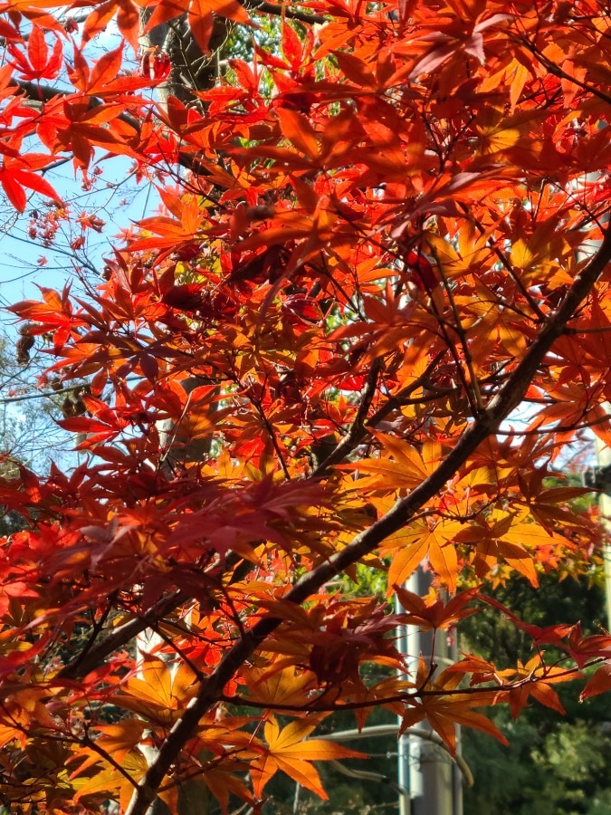 美しい紅葉🍁。紅葉巡りしました。