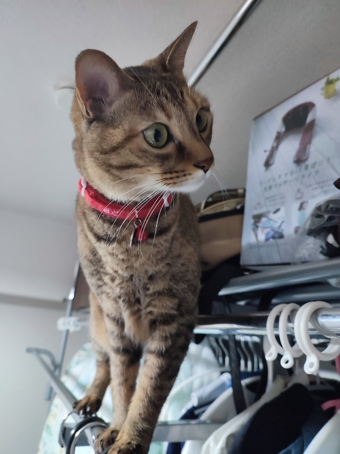 今朝のルルしゃん🐱