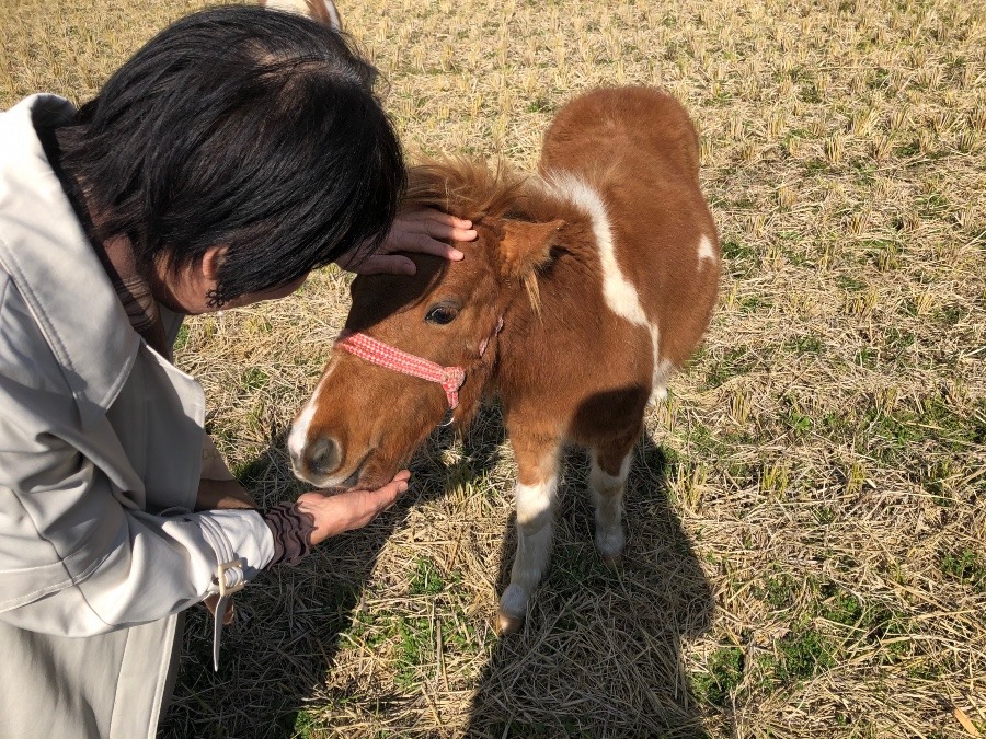 ポニーがたくさん