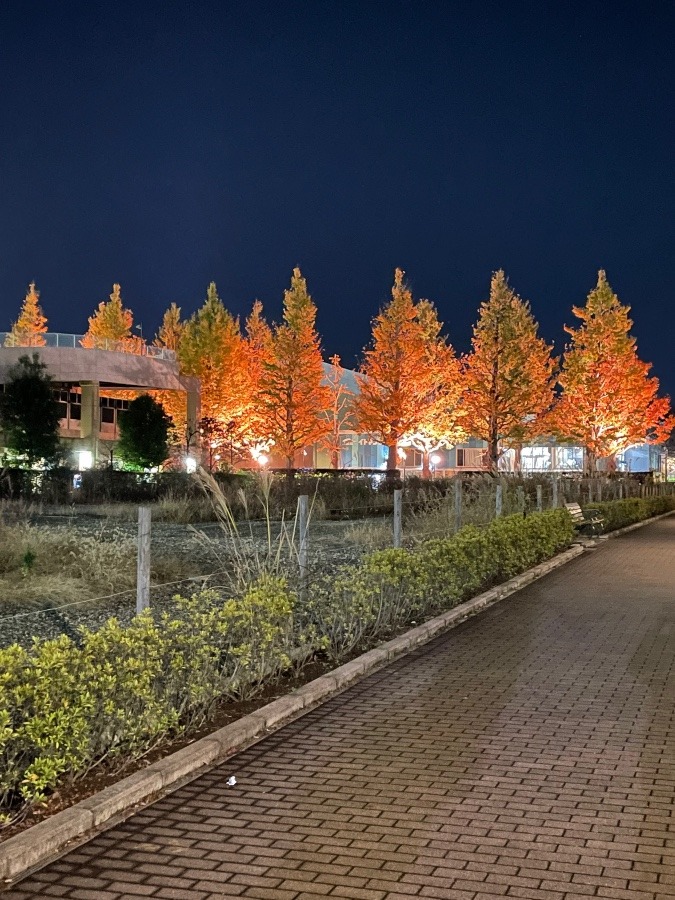 夜の散歩🚶　気分転換