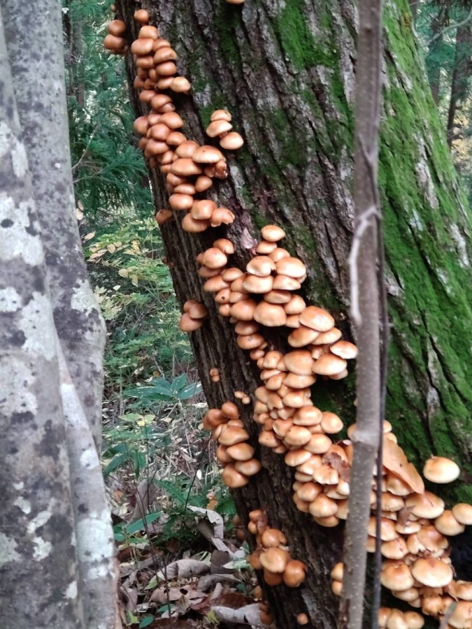 天然ナメコ🍄