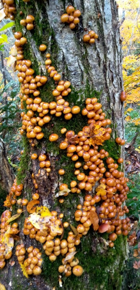 天然ナメコ🍄