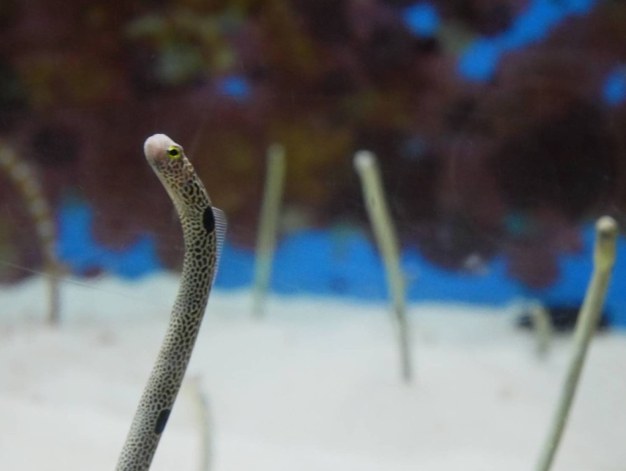 【沖縄北部】美ら海水族館その②