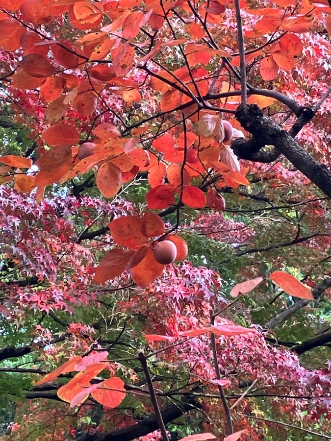 乃木神社