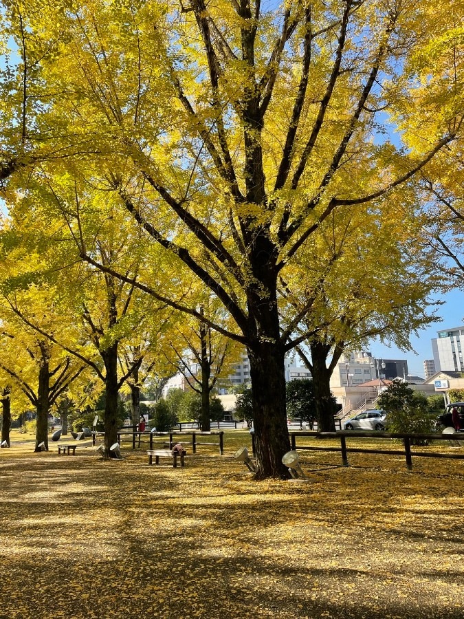 熊本県庁の銀杏並木2