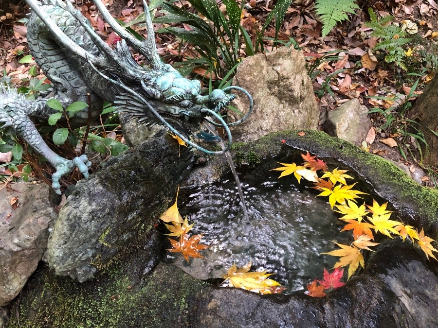 綺麗に並んだ紅葉🍁