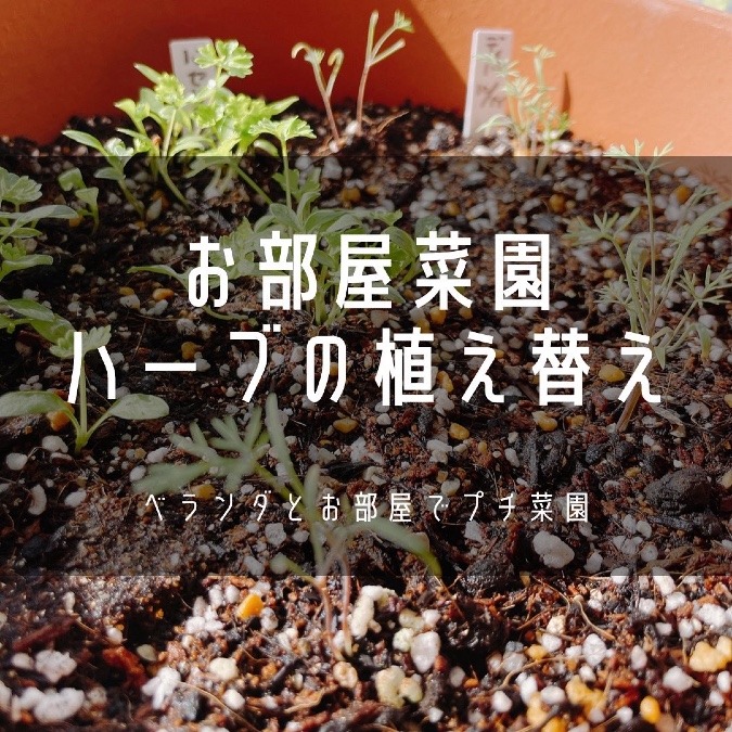 お部屋菜園・第二弾は、ハーブの植え替えチャレンジだよ