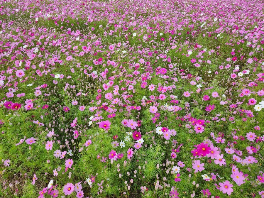 田んぼ道の秋桜達