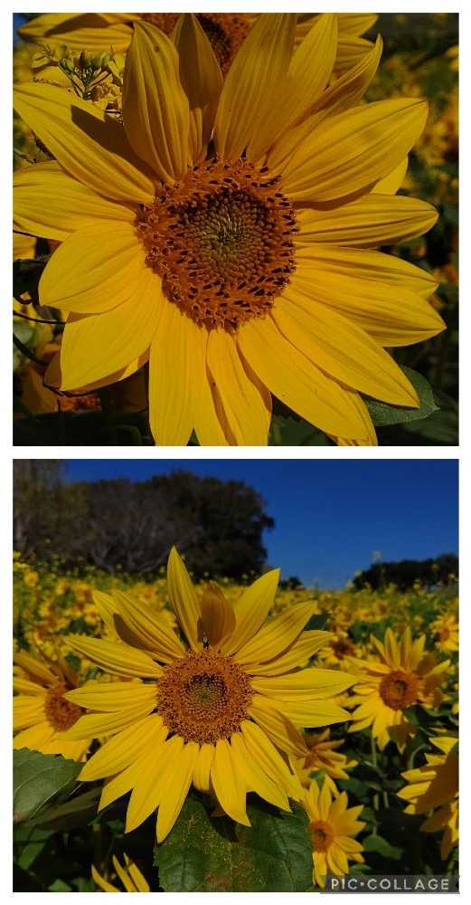 鹿屋霧島が丘のコスモス🌻🌼🌸