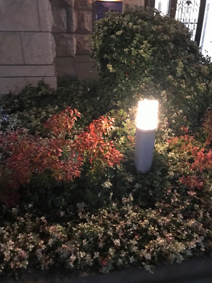 自然の芸術〜🍂🍁