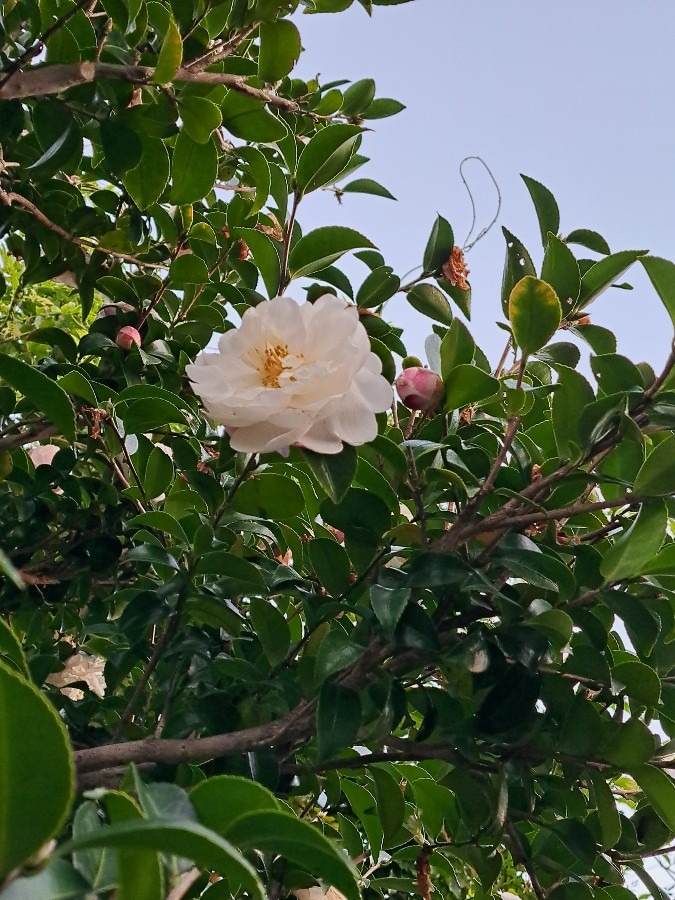 白い椿の花