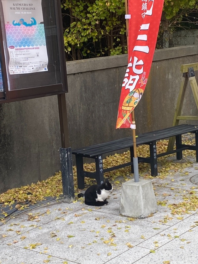 神社にネコちゃん❣️