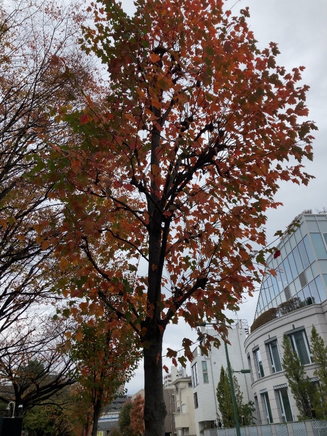 秋だなぁ🍂