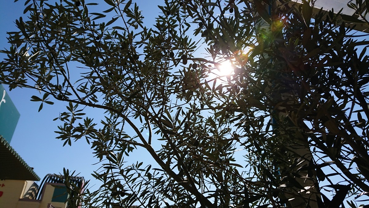 今日の木漏れ日🌞