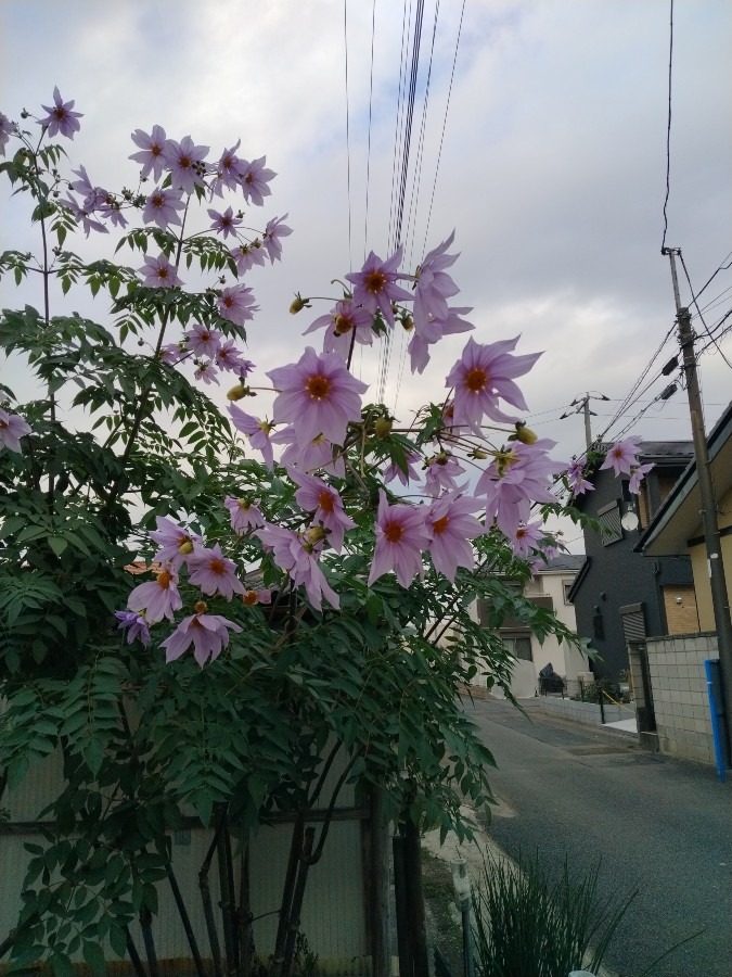 お花です。