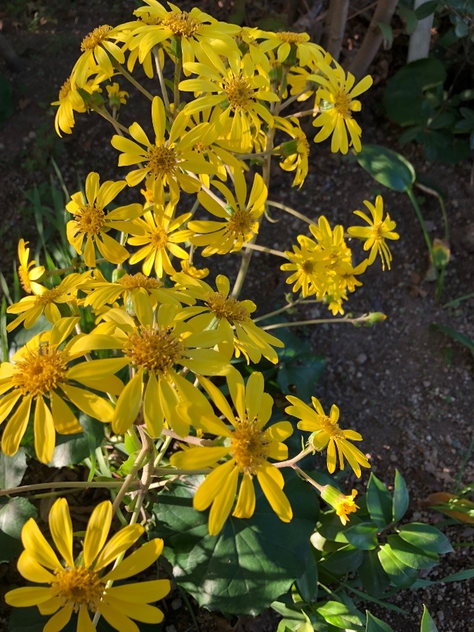 ツワブキの花